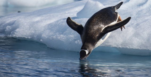 Gentoo Penguin jump in water
