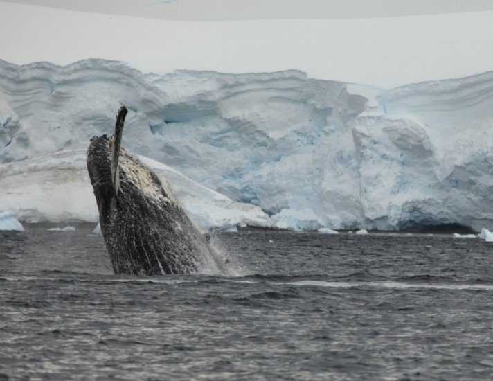 Buckelwale in der Antarktis